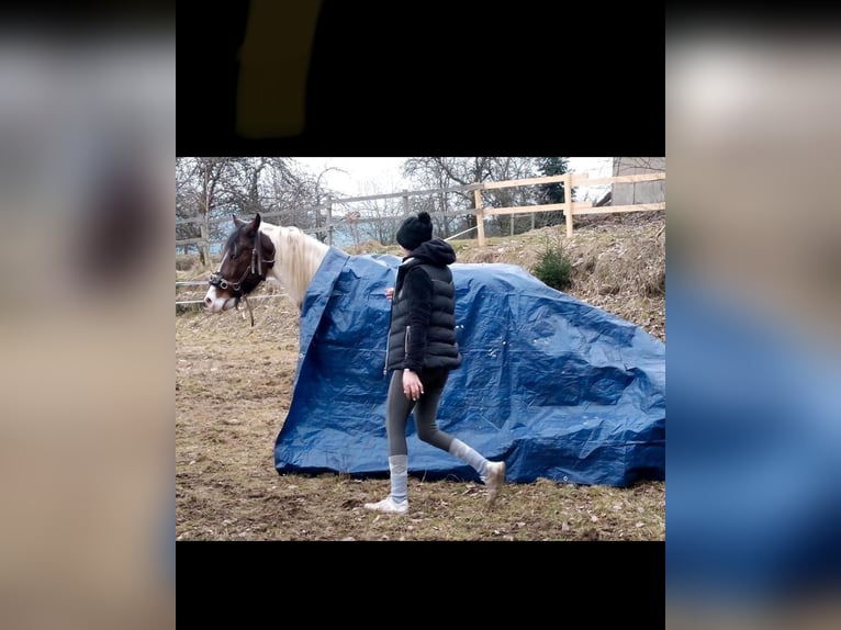 Hongaars sportpaard Ruin 8 Jaar 147 cm Gevlekt-paard in Prackenbach