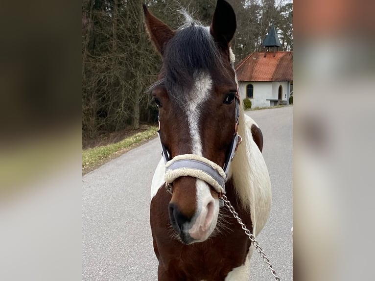 Hongaars sportpaard Ruin 8 Jaar 147 cm Gevlekt-paard in Prackenbach