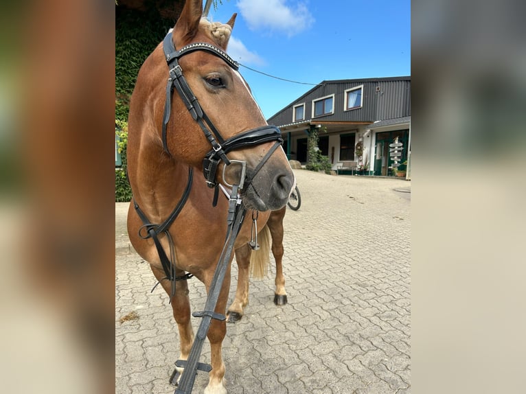 Hongaars sportpaard Ruin 8 Jaar 148 cm Bruin in Duderstadt