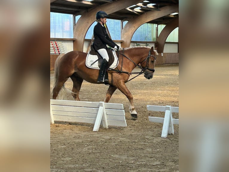 Hongaars sportpaard Ruin 8 Jaar 148 cm Bruin in Duderstadt