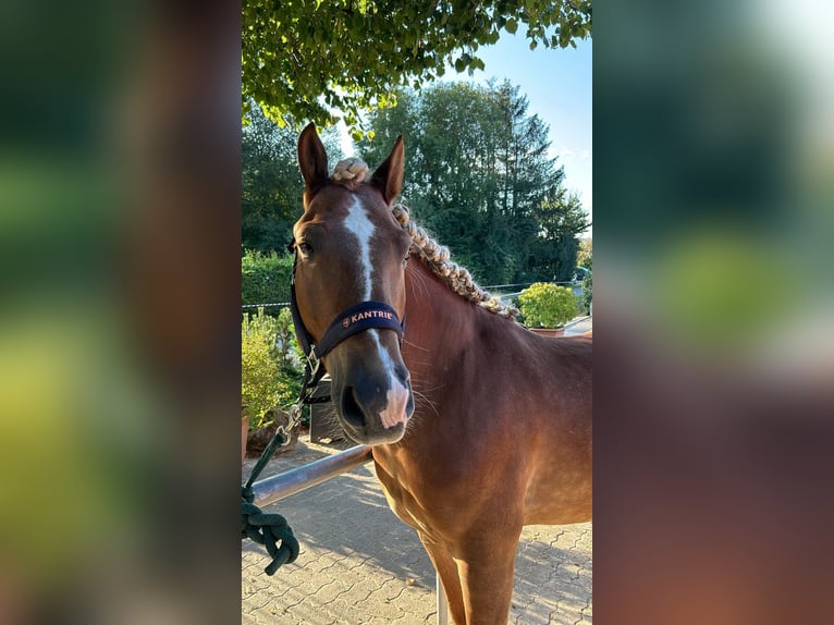 Hongaars sportpaard Ruin 8 Jaar 148 cm Bruin in Duderstadt