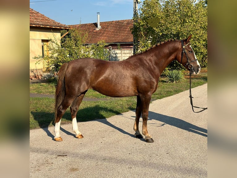 Hongaars sportpaard Mix Ruin 8 Jaar 148 cm Donkere-vos in Matzersdorf