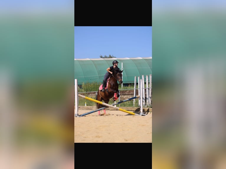 Hongaars sportpaard Ruin 8 Jaar 150 cm Bruin in St. Valentin