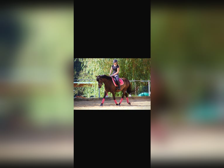 Hongaars sportpaard Ruin 8 Jaar 150 cm Bruin in St valentin