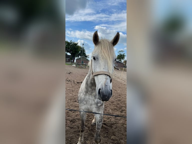 Hongaars sportpaard Ruin 8 Jaar 151 cm Appelschimmel in Rouveen