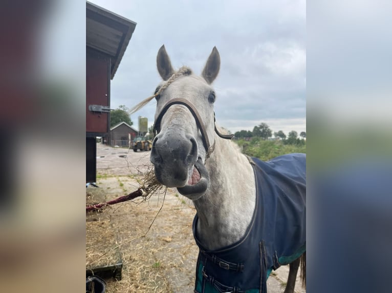 Hongaars sportpaard Ruin 8 Jaar 151 cm Appelschimmel in Rouveen