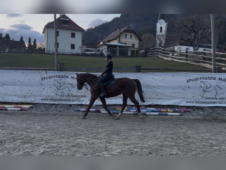 Hongaars sportpaard Ruin 8 Jaar 158 cm Vos in Villach