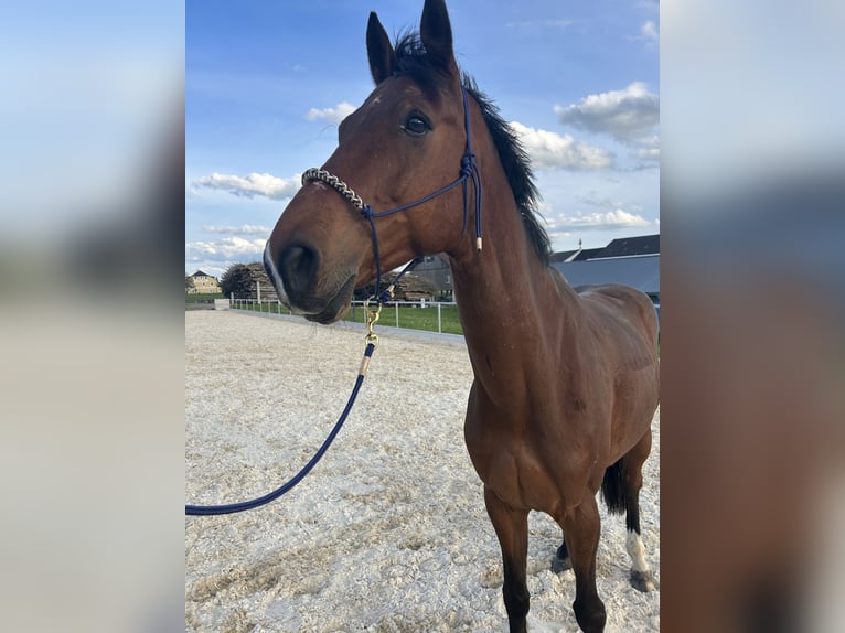 Hongaars sportpaard Ruin 8 Jaar 160 cm Bruin in Hintenberg