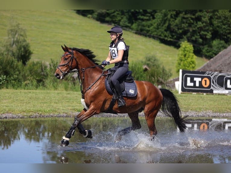 Hongaars sportpaard Ruin 8 Jaar 160 cm Bruin in Ulrichsberg