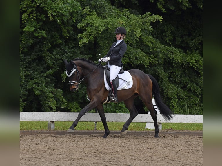Hongaars sportpaard Ruin 8 Jaar 162 cm Donkerbruin in Raubling