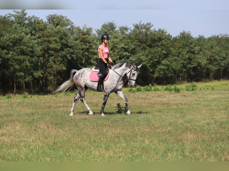 Hongaars sportpaard Mix Ruin 8 Jaar 163 cm Schimmel in Gönyű