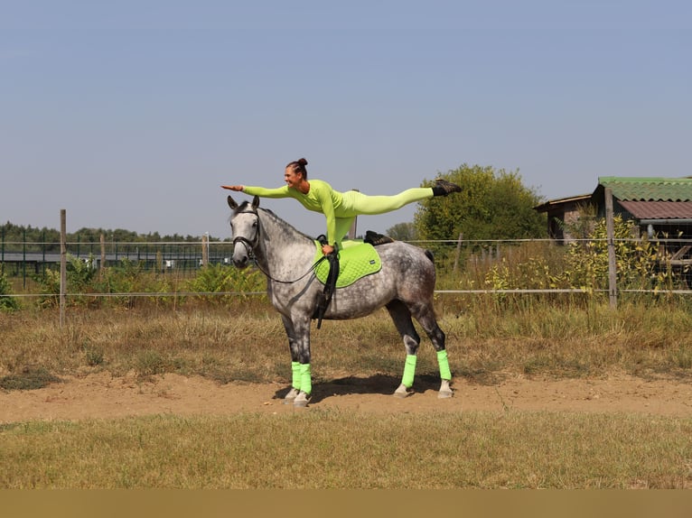 Hongaars sportpaard Mix Ruin 8 Jaar 163 cm Schimmel in Gönyű