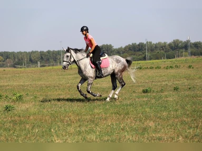 Hongaars sportpaard Mix Ruin 8 Jaar 163 cm Schimmel in Gönyű