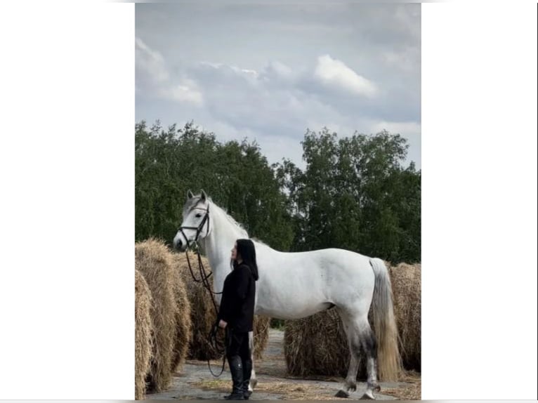 Hongaars sportpaard Mix Ruin 8 Jaar 164 cm Schimmel in Korosnagyharsany