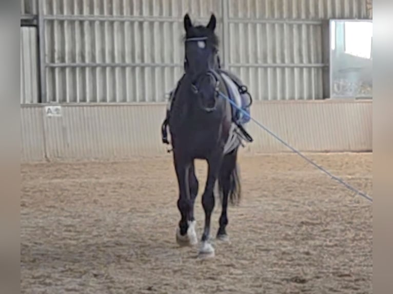 Hongaars sportpaard Mix Ruin 8 Jaar 164 cm Zwart in Mattersburg