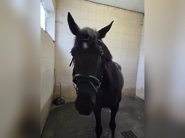 Hongaars sportpaard Mix Ruin 8 Jaar 164 cm Zwart in Mattersburg