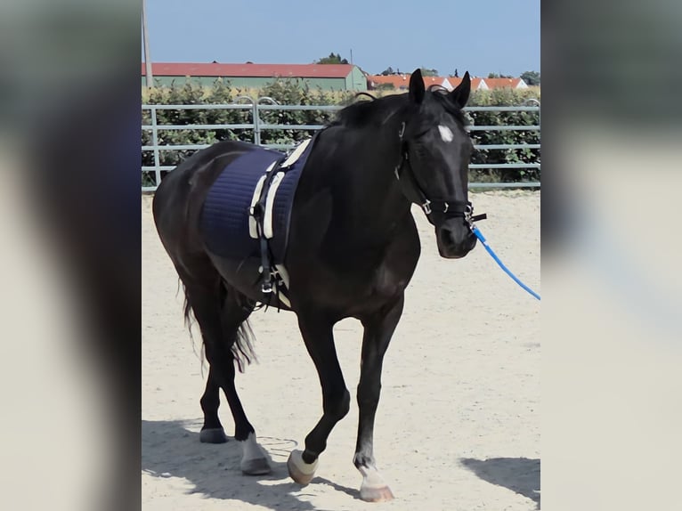 Hongaars sportpaard Mix Ruin 8 Jaar 164 cm Zwart in Mattersburg