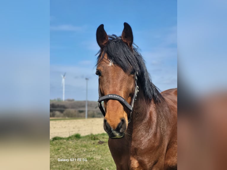 Hongaars sportpaard Ruin 8 Jaar 165 cm Bruin in Gerhardsbrunn