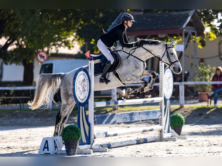 Hongaars sportpaard Ruin 8 Jaar 165 cm Schimmel in Dabas