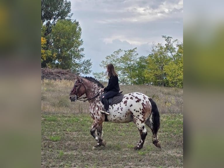 Hongaars sportpaard Ruin 8 Jaar 169 cm Appaloosa in Tass