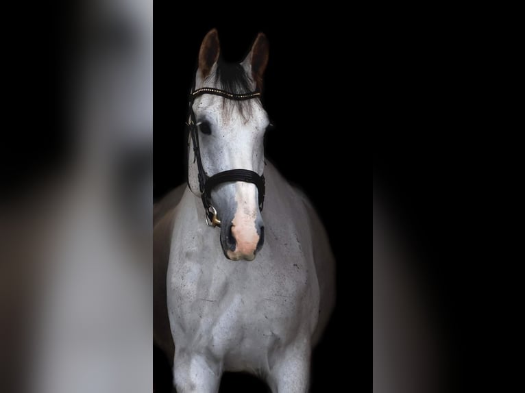 Hongaars sportpaard Ruin 8 Jaar 174 cm Schimmel in Oberdrauburg