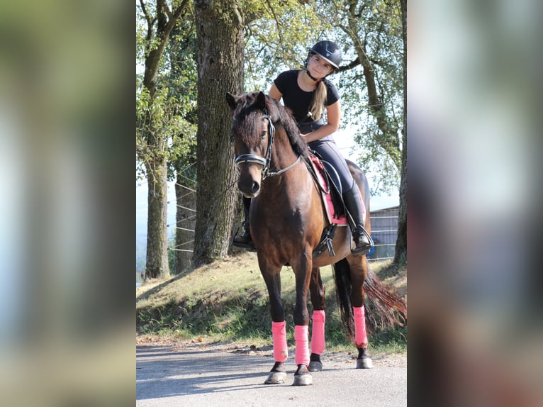 Hongaars sportpaard Ruin 9 Jaar 150 cm Bruin in st valentin