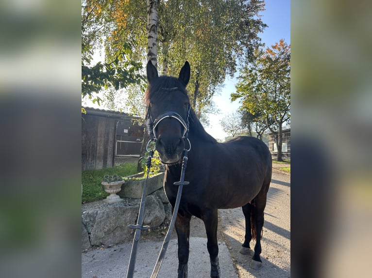 Hongaars sportpaard Ruin 9 Jaar 150 cm Bruin in st valentin