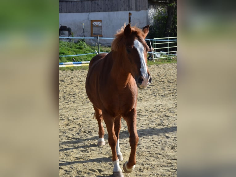 Hongaars sportpaard Mix Ruin 9 Jaar 155 cm Donkere-vos in Amstetten