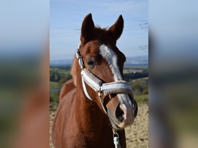 Hongaars sportpaard Mix Ruin 9 Jaar 155 cm Donkere-vos in Amstetten