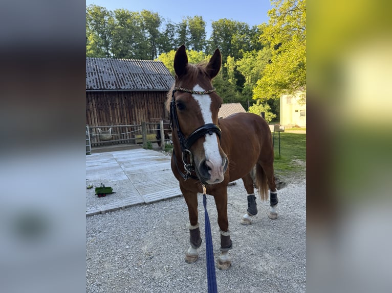 Hongaars sportpaard Mix Ruin 9 Jaar 155 cm Donkere-vos in Amstetten