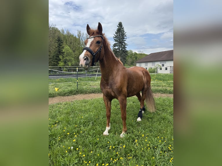 Hongaars sportpaard Mix Ruin 9 Jaar 155 cm Donkere-vos in Amstetten