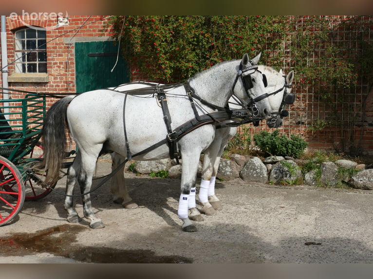 Hongaars sportpaard Ruin 9 Jaar 164 cm Schimmel in Ganschow