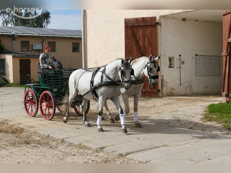 Hongaars sportpaard Ruin 9 Jaar 164 cm Schimmel in Ganschow