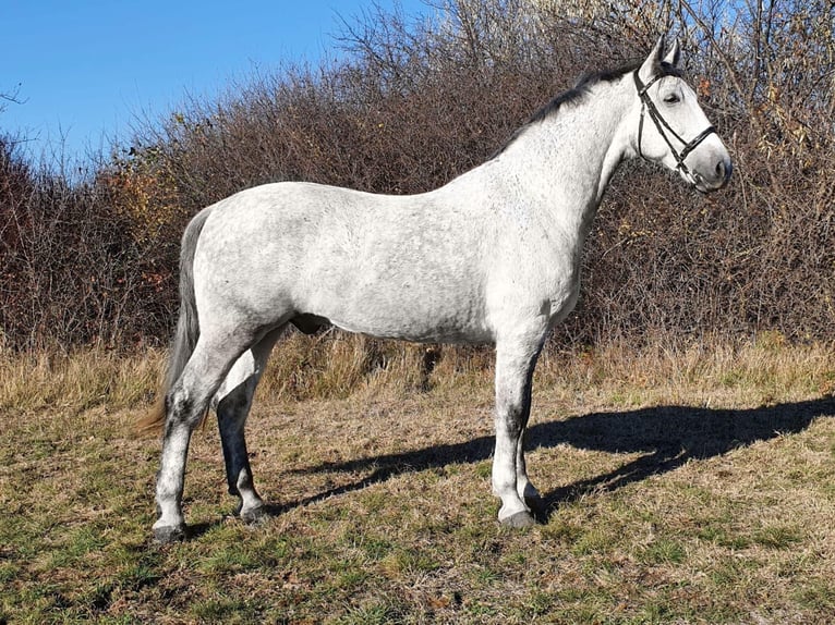 Hongaars sportpaard Mix Ruin 9 Jaar 164 cm Schimmel in Kismarja