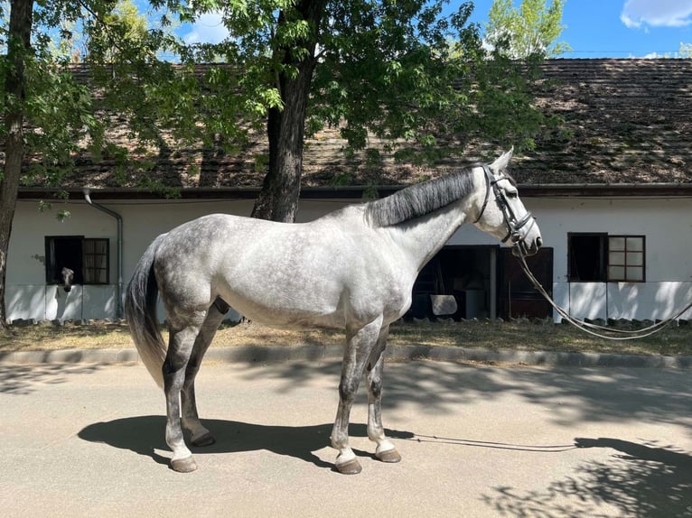 Hongaars sportpaard Mix Ruin 9 Jaar 165 cm Appelschimmel in Kaposvár