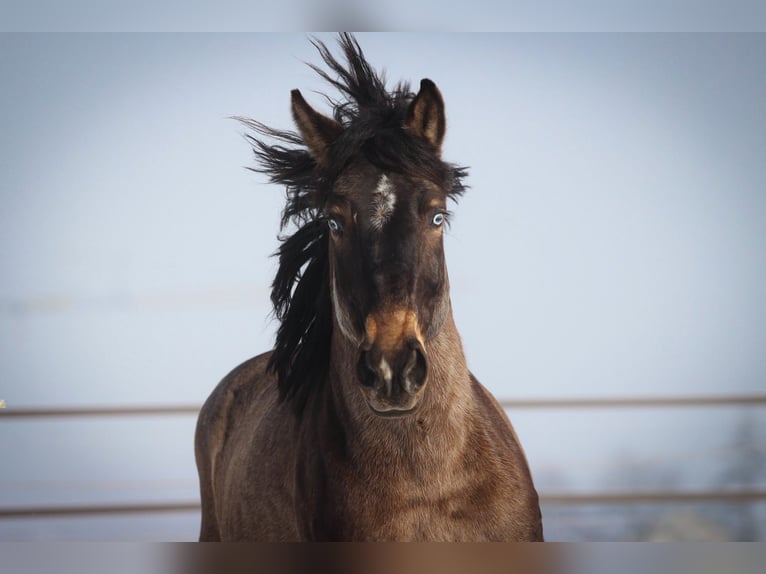 Hongaars sportpaard Mix Ruin 9 Jaar 165 cm Buckskin in Pastetten