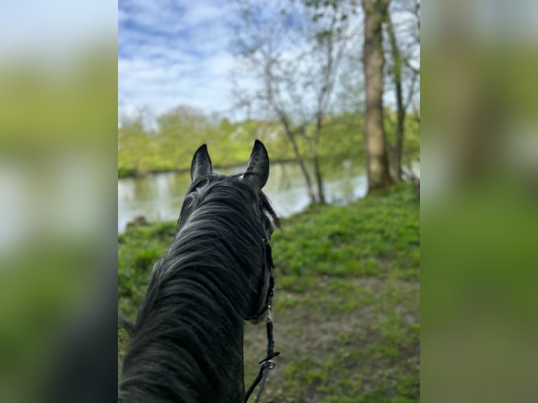 Hongaars sportpaard Mix Ruin 9 Jaar 165 cm Zwartschimmel in Lutzmannsburg