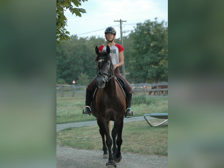 Hongaars sportpaard Mix Ruin 9 Jaar 165 cm Zwartschimmel in Lutzmannsburg