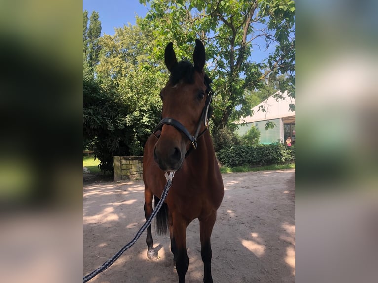 Hongaars sportpaard Ruin 9 Jaar 167 cm Bruin in Ha&#xDF;loch