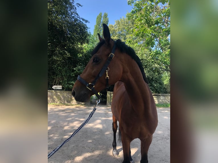 Hongaars sportpaard Ruin 9 Jaar 167 cm Bruin in Ha&#xDF;loch