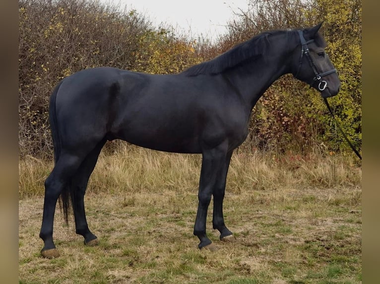 Hongaars sportpaard Ruin 9 Jaar 167 cm Zwart in Kismarja