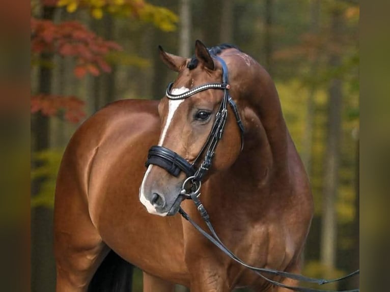 Hongaars sportpaard Ruin 9 Jaar 168 cm Roodbruin in Kecskem&#xE9;t