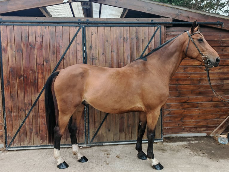 Hongaars sportpaard Ruin 9 Jaar 171 cm Bruin in Kaulille