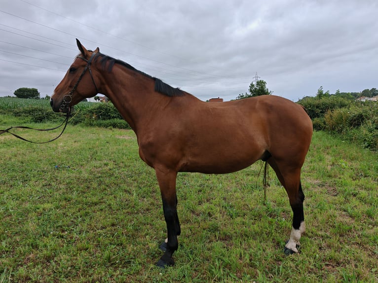 Hongaars sportpaard Ruin 9 Jaar 171 cm Bruin in Kaulille