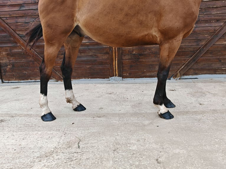 Hongaars sportpaard Ruin 9 Jaar 171 cm Bruin in Kaulille