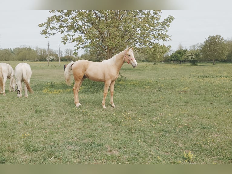 Hongaars sportpaard Ruin Veulen (01/2026) 157 cm Palomino in Marcali