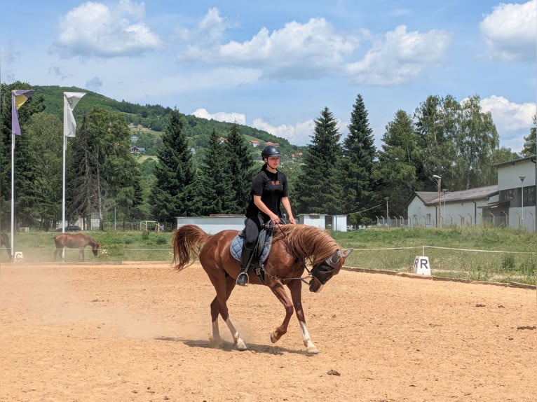 Horse Sharing / Part-Lease Partner Wanted (Vienna Area)