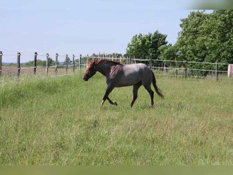 Hot Hits Only American Quarter Horse Stallion Roan-Red in Pöttsching