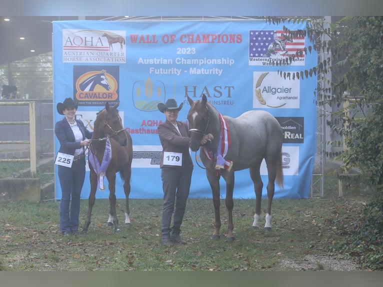 Hot Hits Only American Quarter Horse Stallion Roan-Red in Pöttsching