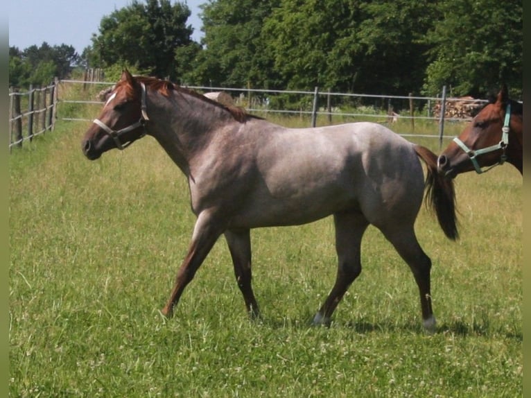 Hot Hits Only American Quarter Horse Stallone Roano rosso in Pöttsching